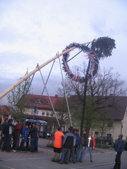 maibaum 8 20150903 1168889574