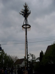 maibaum 10 20150903 1632987315