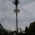 maibaum 10 20150903 1632987315