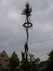 maibaum 15 20150903 1467229512