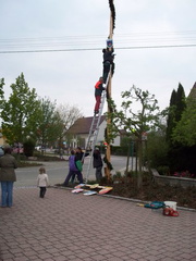 maibaum 16 20150903 1229881250