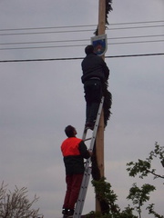 maibaum 17 20150903 1449629309