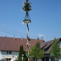 maibaum 18 20150903 1620643436