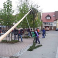 maibaum 3 20150903 1605519139