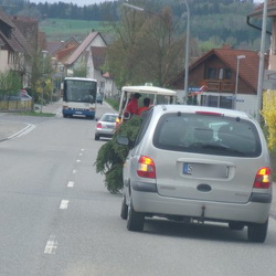 maibaum 105